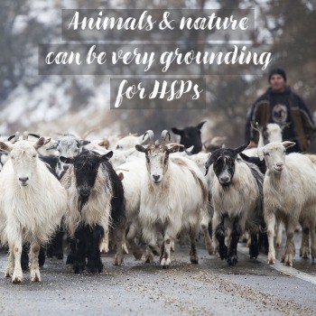 Animals and nature can be very good for grounding yourself as an HSP