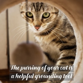 The purring of your cat is a helpful grounding tool