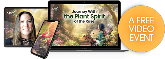 Trying to find your way through a pressing issue? Meet the plant medicine of the Rose… with Emma Fitchett
