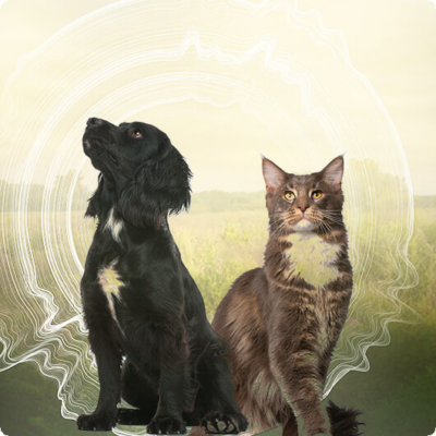 Many people feel a close bound with their pets, dogs and cats