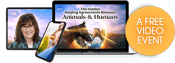 soul contracts with animals