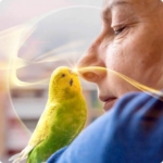 animal communication meditation