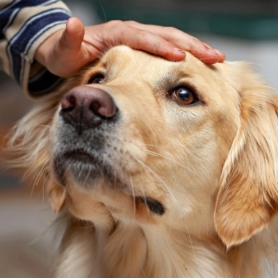 Tammy Billups Holistic Approach to Animal Care Atlanta GA